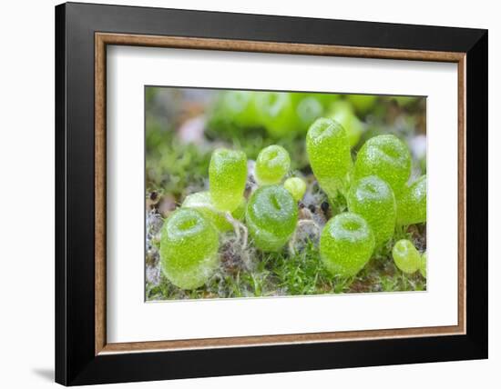 Seedling cone plants, approx two months after sowing-Chris Mattison-Framed Photographic Print