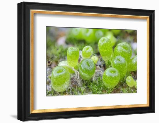 Seedling cone plants, approx two months after sowing-Chris Mattison-Framed Photographic Print