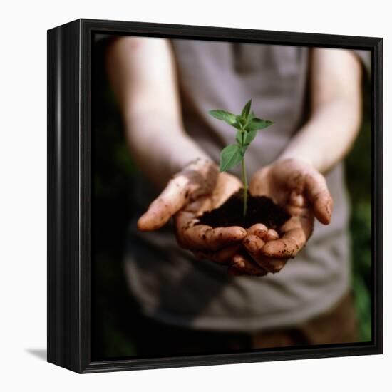 Seedling-Cristina-Framed Premier Image Canvas