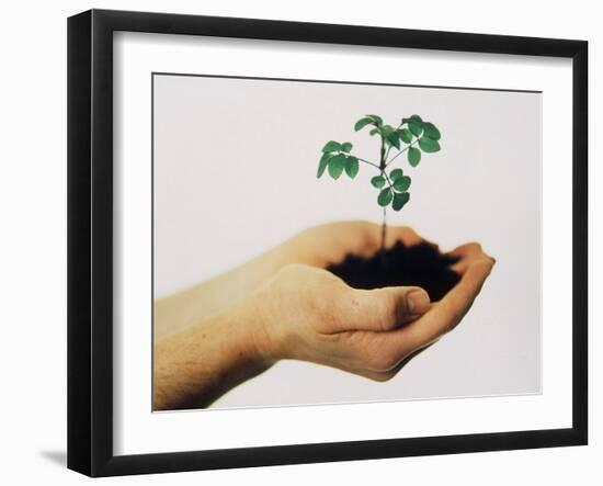 Seedling-Cristina-Framed Photographic Print