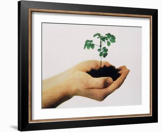 Seedling-Cristina-Framed Photographic Print