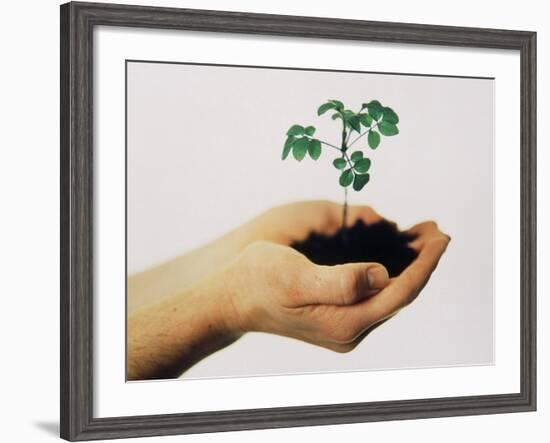 Seedling-Cristina-Framed Photographic Print