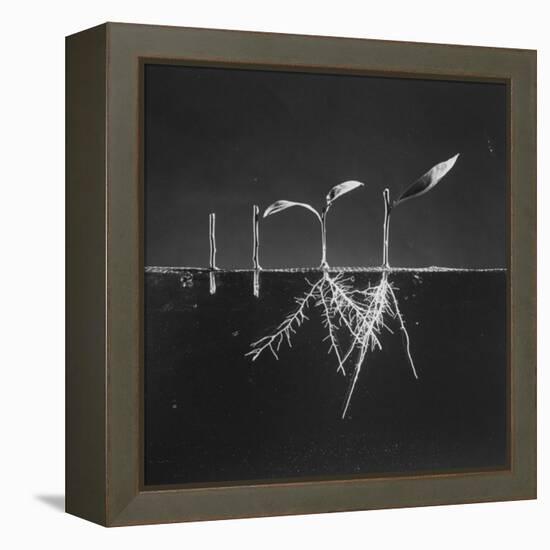 Seedlings on Right Treated with Growth Harmones-Herbert Gehr-Framed Premier Image Canvas