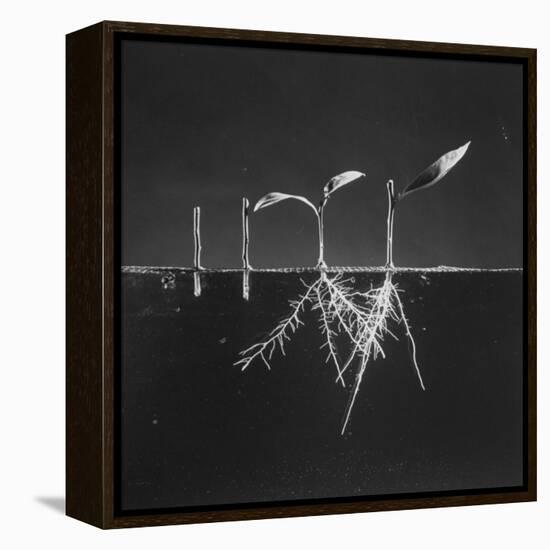 Seedlings on Right Treated with Growth Harmones-Herbert Gehr-Framed Premier Image Canvas