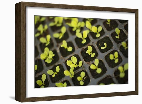 Seedlings-Karyn Millet-Framed Photographic Print