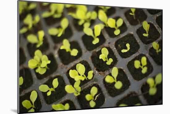 Seedlings-Karyn Millet-Mounted Photographic Print