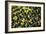 Seedlings-Karyn Millet-Framed Photographic Print