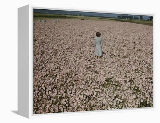 Seeds and Flowers-George Strock-Framed Premier Image Canvas