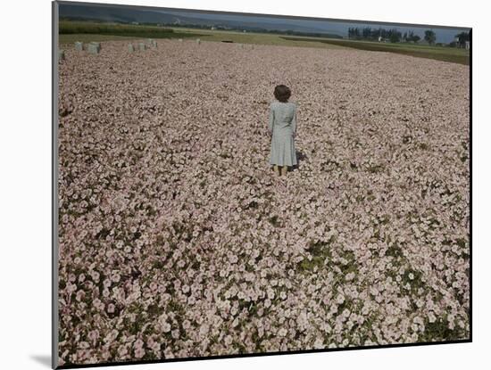 Seeds and Flowers-George Strock-Mounted Photographic Print