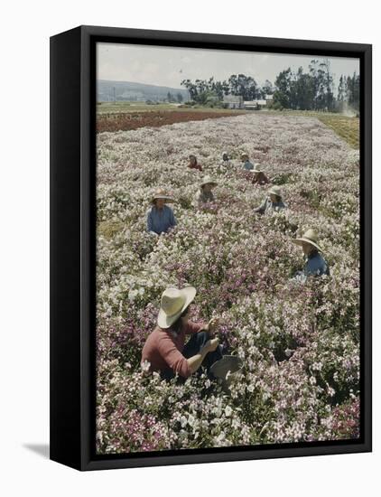 Seeds and Flowers-George Strock-Framed Premier Image Canvas