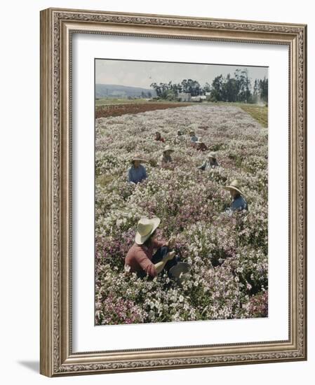 Seeds and Flowers-George Strock-Framed Photographic Print