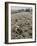 Seeds and Flowers-George Strock-Framed Photographic Print