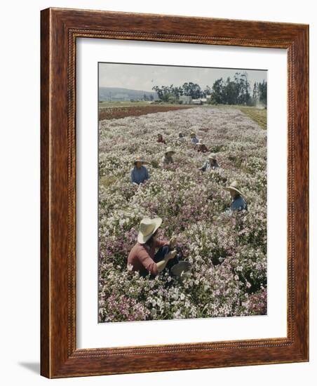 Seeds and Flowers-George Strock-Framed Photographic Print