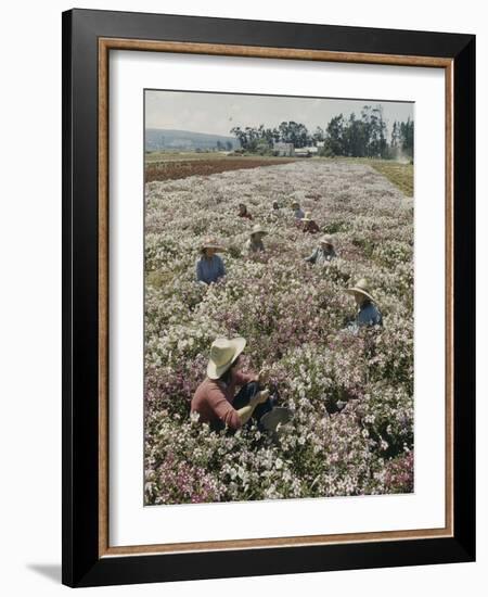 Seeds and Flowers-George Strock-Framed Photographic Print