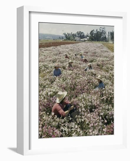 Seeds and Flowers-George Strock-Framed Photographic Print