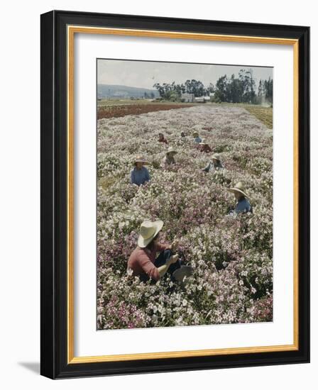 Seeds and Flowers-George Strock-Framed Photographic Print