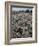 Seeds and Flowers-George Strock-Framed Photographic Print