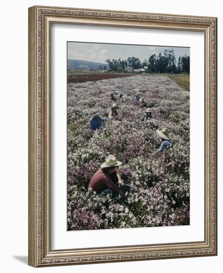 Seeds and Flowers-George Strock-Framed Photographic Print