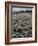 Seeds and Flowers-George Strock-Framed Photographic Print