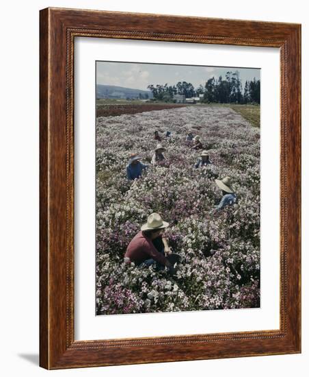 Seeds and Flowers-George Strock-Framed Photographic Print