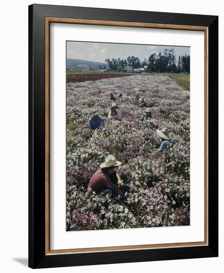 Seeds and Flowers-George Strock-Framed Photographic Print