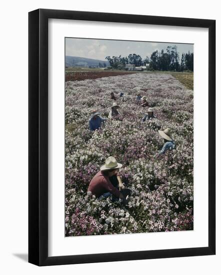 Seeds and Flowers-George Strock-Framed Photographic Print