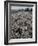 Seeds and Flowers-George Strock-Framed Photographic Print