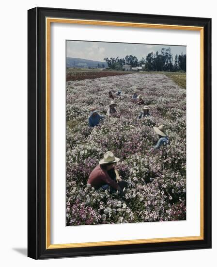 Seeds and Flowers-George Strock-Framed Photographic Print