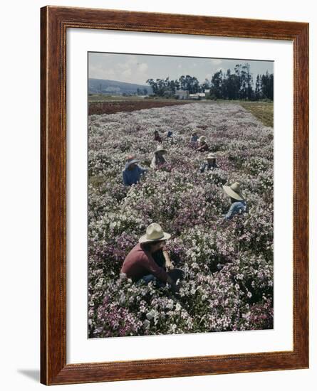 Seeds and Flowers-George Strock-Framed Photographic Print