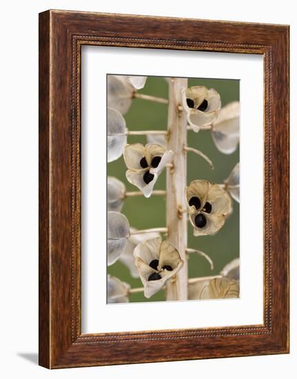 Seeds and seedpods of Armenian grape hyacinth, June-Chris Mattison-Framed Photographic Print