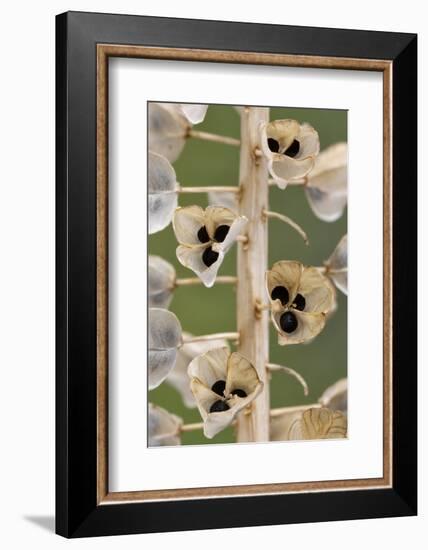 Seeds and seedpods of Armenian grape hyacinth, June-Chris Mattison-Framed Photographic Print