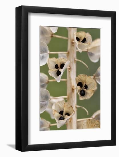 Seeds and seedpods of Armenian grape hyacinth, June-Chris Mattison-Framed Photographic Print