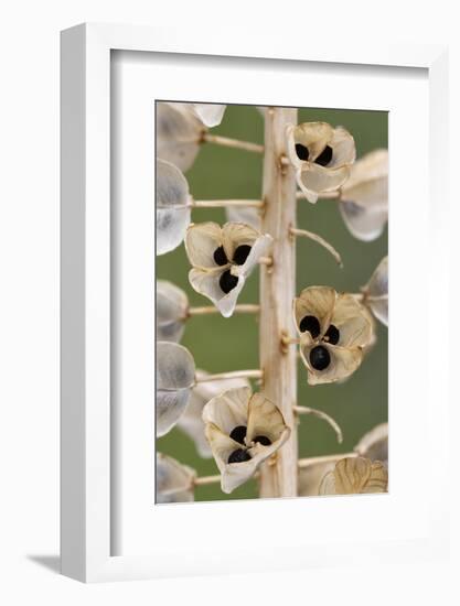 Seeds and seedpods of Armenian grape hyacinth, June-Chris Mattison-Framed Photographic Print