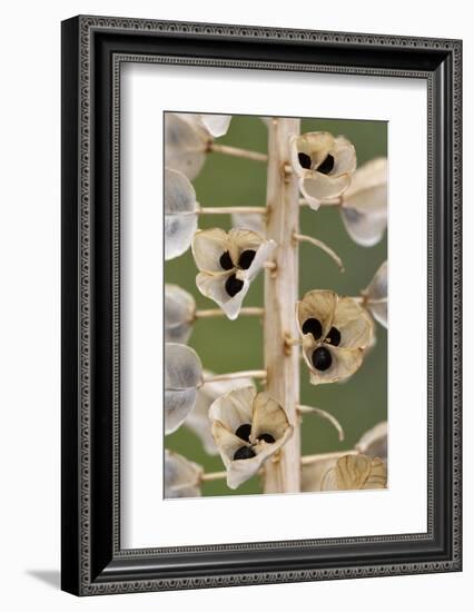 Seeds and seedpods of Armenian grape hyacinth, June-Chris Mattison-Framed Photographic Print