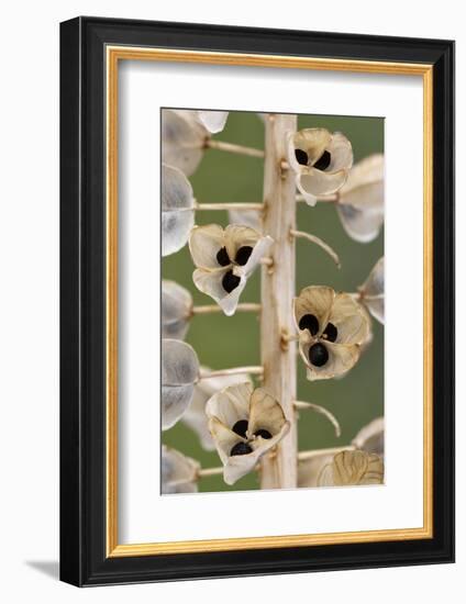Seeds and seedpods of Armenian grape hyacinth, June-Chris Mattison-Framed Photographic Print