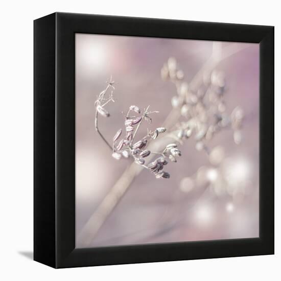 Seeds Of Life-Viviane Fedieu Daniel-Framed Stretched Canvas