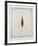 Seeds-Tighe O'Donoghue-Framed Limited Edition