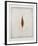 Seeds-Tighe O'Donoghue-Framed Limited Edition