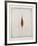 Seeds-Tighe O'Donoghue-Framed Limited Edition