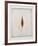 Seeds-Tighe O'Donoghue-Framed Limited Edition