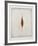 Seeds-Tighe O'Donoghue-Framed Limited Edition