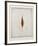 Seeds-Tighe O'Donoghue-Framed Limited Edition