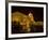 Seeing The Sites, Danube River, Budapest, Hungary-Joe Restuccia III-Framed Photographic Print