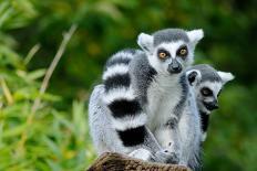 Two Ring-Tailed Lemur-seewhatmitchsee-Mounted Photographic Print