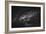 Seguin Bw-Sebastien Lory-Framed Photographic Print