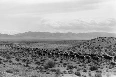 Cattle Drive through Desert-Hutchings, Selar S.-Framed Photographic Print