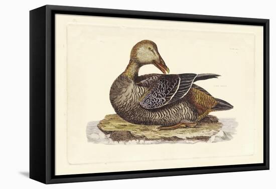 Selby Duck IV-John Selby-Framed Stretched Canvas