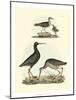 Selby Sandpipers I-John Selby-Mounted Art Print