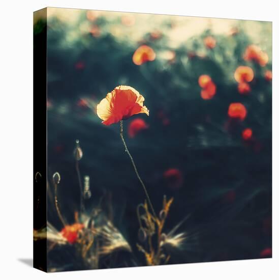 Selected Poppy-David Keochkerian-Framed Stretched Canvas