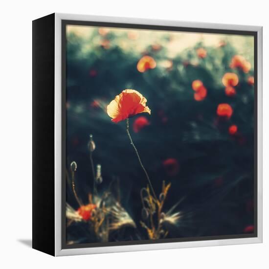 Selected Poppy-David Keochkerian-Framed Stretched Canvas